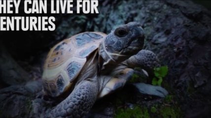 Шесть почти бессмертных животных (Видео)
