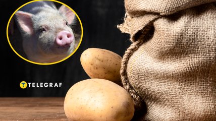 Чим не можна годувати свиней