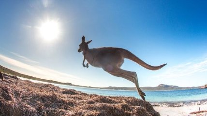 Самое известное место Австралии: пляж с кенгуру (Фото)