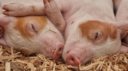 Спасут человечество: в Китае родились свиньи-доноры