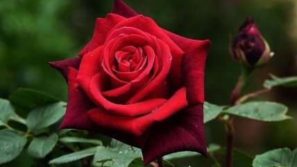 "Киевзеленстрой" обещает высадить 1 млн роз от Александра Попова 