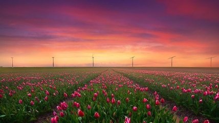 Гигантские поля тюльпанов в Нидерландах, в которых хочется затеряться (Фото)  