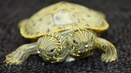 Двухголовая черепаха обзавелась страницей в Facebook (Видео)