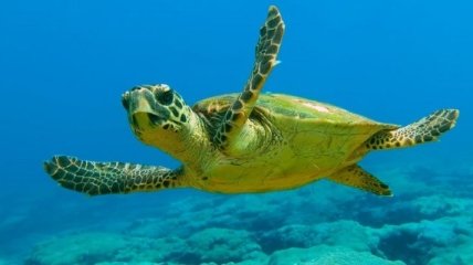Морские черепахи могут исчезнуть из-за глобального потепления
