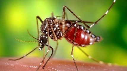 Укус комара в мельчайших деталях (Видео)