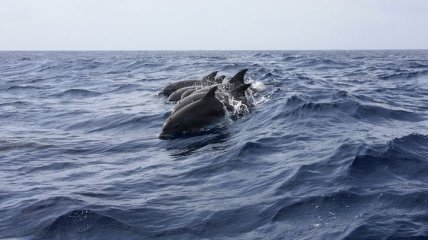 Веревкой за хвост и на дно: как рыбаки уничтожают краснокнижных дельфинов в Крыму (видео)