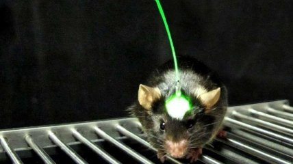 Корейские исследователи создали дистанционно управляемых мышей (Видео)