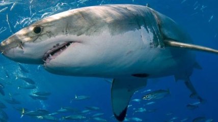 Лень является эволюционным преимуществом для акул-нянек (Видео)