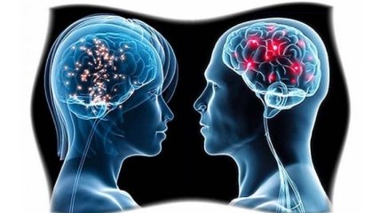 Ученые сравнили мужской и женский мозг 