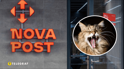 Новый кот на "Новой почте"