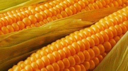 Манифест против генетически модифицированной кукурузы в Мехико