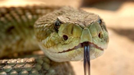 Исследователи впервые вырастили ядовитую железу змеи в лаборатории