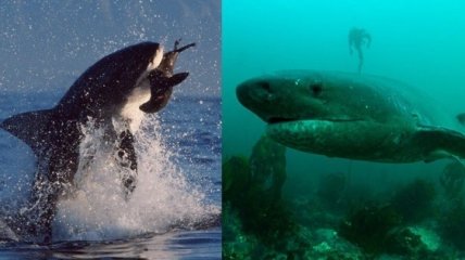 Ученые: Из-за исчезновения "летающих" больших белых акул изменилась экосистема