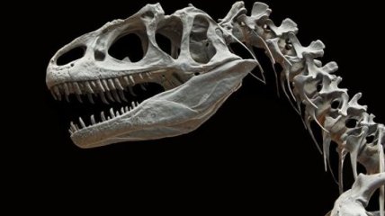 На аукционе за 2,4 млн долларов продали уникальный скелет динозавра