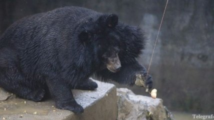 В одном из частных звиринцев России медведь напал на девочку