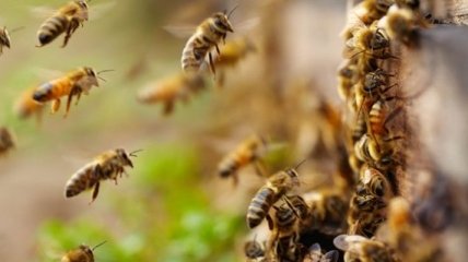 Ученые рассказали, как пчелы предупреждают друг друга об опасности 