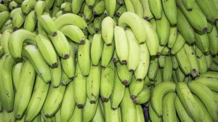 Ученые: Современный мир стал слишком опасным для бананов