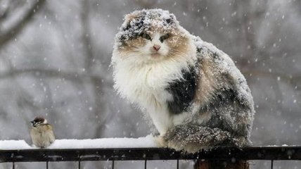 Мартовская непогода: в Украине продолжатся сильные снегопады