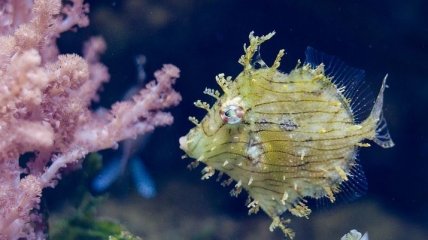 Из подводного мира: Удивительные глубоководные создания (Фото)