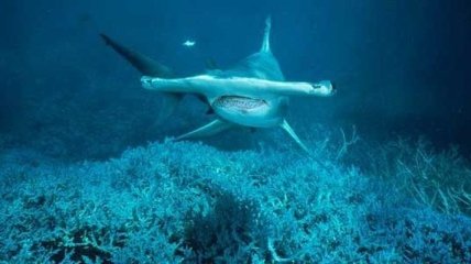 Биологи рассказали, какие акулы способны питаться растительной пищей 