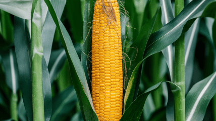 Кукурудза потребує правильного догляду  (зображення створено за допомогою ШІ)