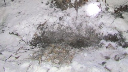 В Житомирской области обнаружили тайник с гранатами