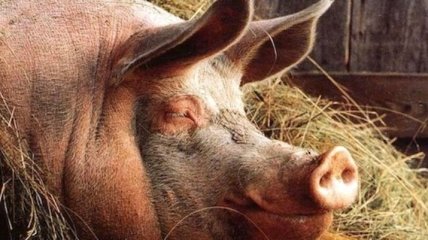 В Мексике свинья убила фермера