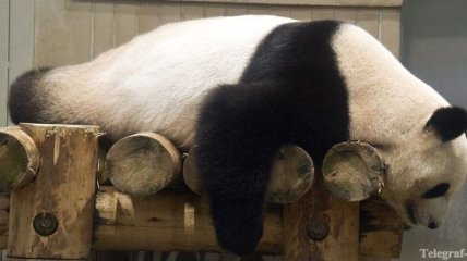 В зоопарке Берлина умерла панда
