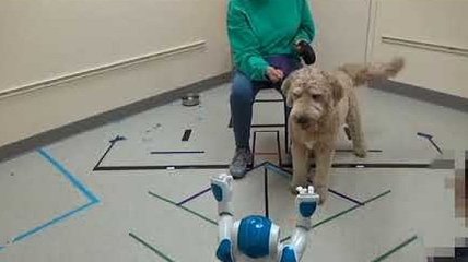 Собаки могут выполнять команды роботов, но только человекоподобных (Видео)