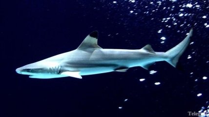 На Гавайах зафиксирован второй за неделю случай нападения акулы
