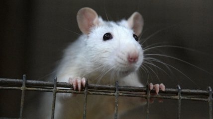 Ученые заставили крыс играть в компьютерные игры: результат "сломал" стереотипы об этих животных