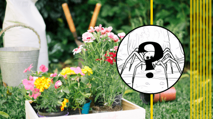 Паук сидел на асфальте