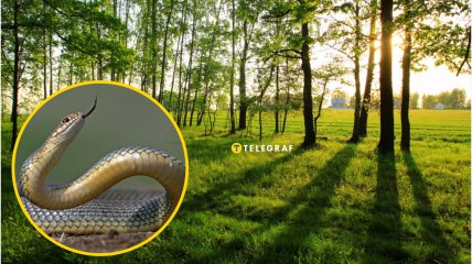 В Днепре увидели редкую рептилию
