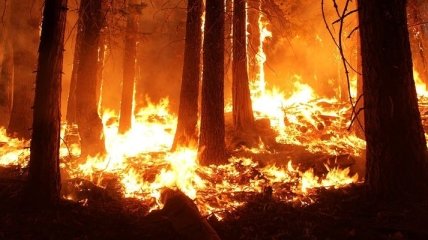 У Києві зафіксували 144 пожежі в екосистемах