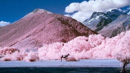 Жизнь в розовом цвете: инфракрасные пейзажи Новой Зеландии (Фото) 