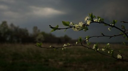 Прогноз погоды в Украине 12 мая: без осадков, местами дождь