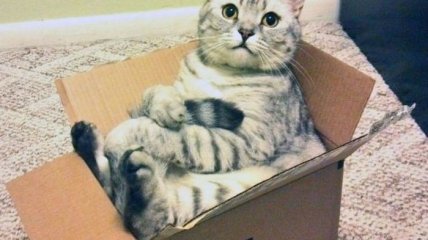 Смешное видео: толстячок-кот пытается улечься в маленькой коробке