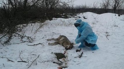 В Запорожской области волк искусал троих людей, животное могло болеть бешенством