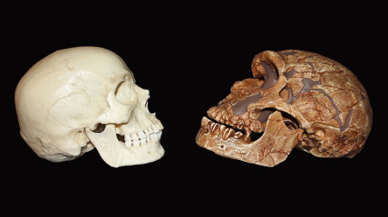 Череп homo sapiens и череп неандертальца