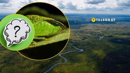 Незвичайна комаха України