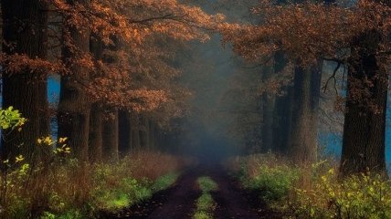 Зеленая тишина таинственных лесов: первые лучи солнца в пейзажах от известных фотографов (Фото)