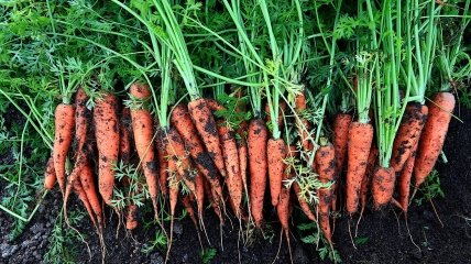 Моркви буде багато, якщо садити її насіння у правильні дні