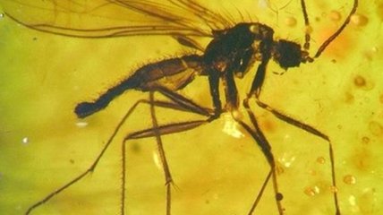 В янтаре Китая нашли прибалтийских насекомых