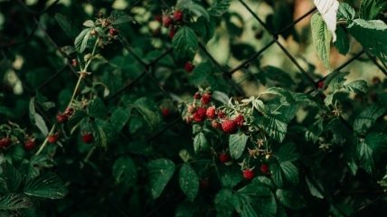 Антидепрессант, омолаживающее средство и многое другое: как можно применить листья малины