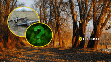 В осеннем лесу все еще можно встретить насекомых