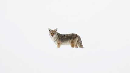 Дикие животные Национального парка Гранд-Титон в объективе (Фото)