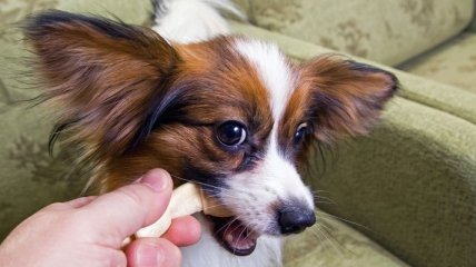 Анализ эволюции собак показал, почему они любят грызть кости
