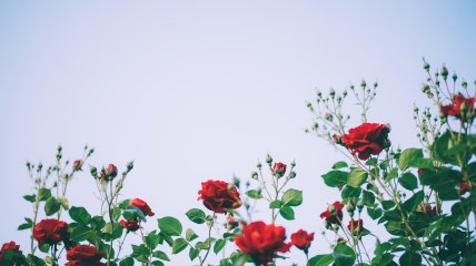 Яка троянда завжди в кольорі, не хворіє і не страждає від комах?