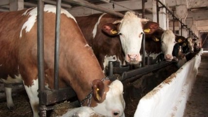 В Винницкой области проверяют ферму, где "морят" скот
