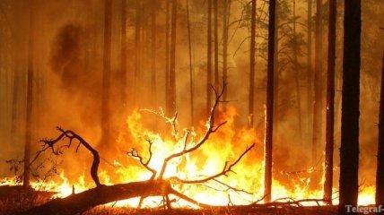 Площадь лесных пожаров в России не уменьшается